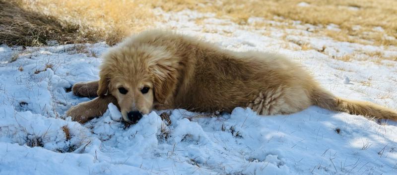  Our Fluffy Little (or should i say big) Guardian