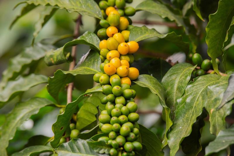 Discover How Green Coffee Beans Can Help You Reach Your Weight Loss Goals