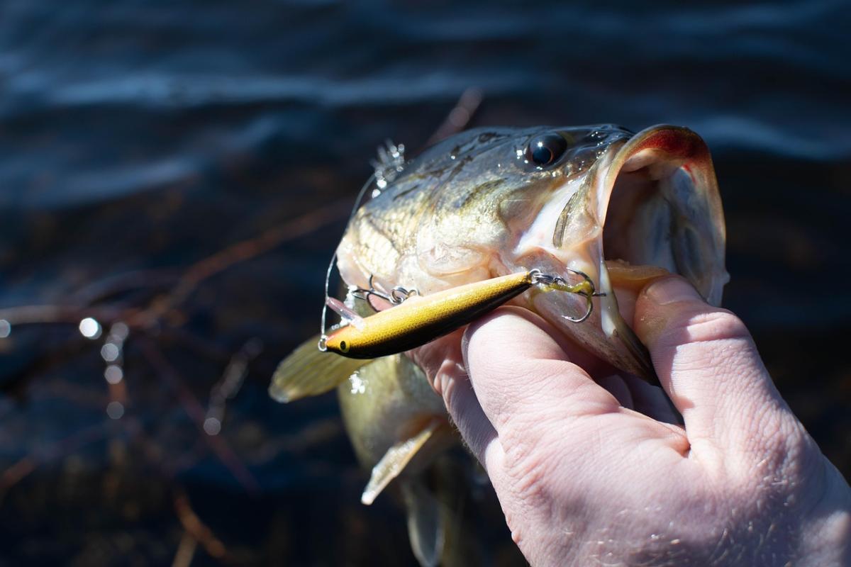 Top 4 Best Bass Fishing Spots in Australia