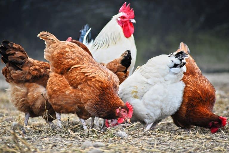 Natural Pest Control: How Chickens Can Keep Your Yard and Garden Pest-Free