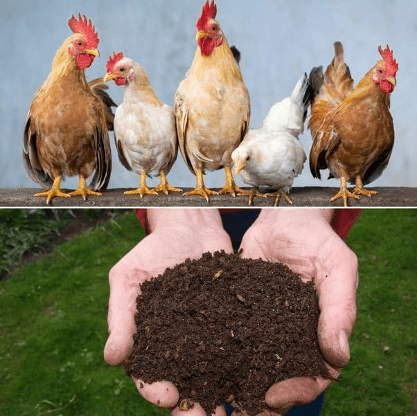 Free Fertilizer: The Power of Chicken Manure for Your Garden