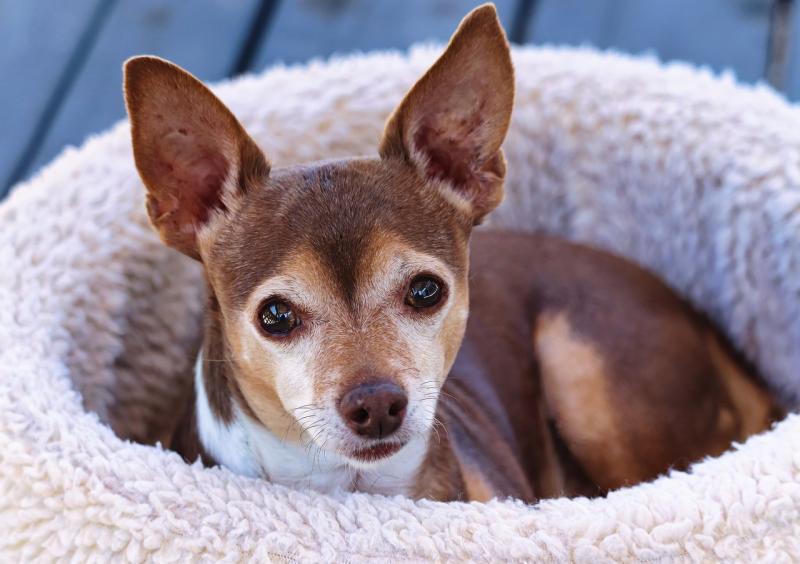 Consider size, material, and style to find the best bed for your dog