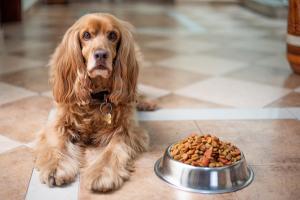 A Comprehensive Guide to Selecting the Right Nutrition for Your Dog