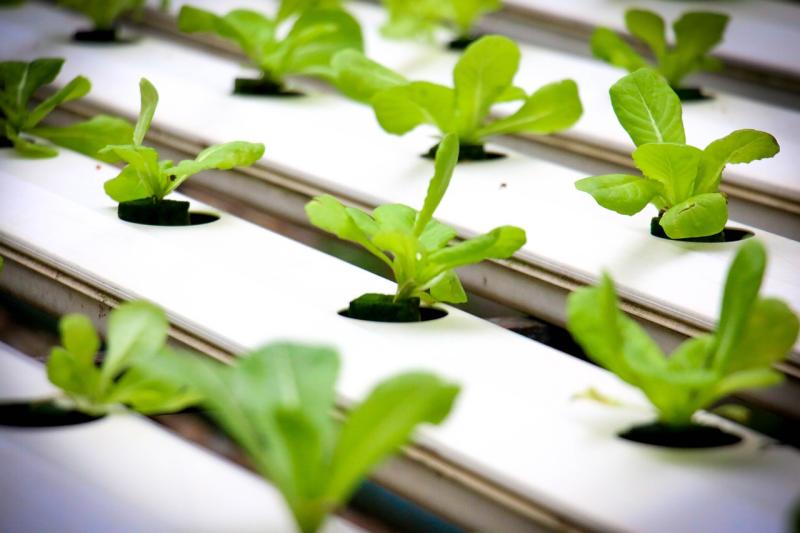 Learn the Steps Needed to Create Your Own Hydroponics System at Home