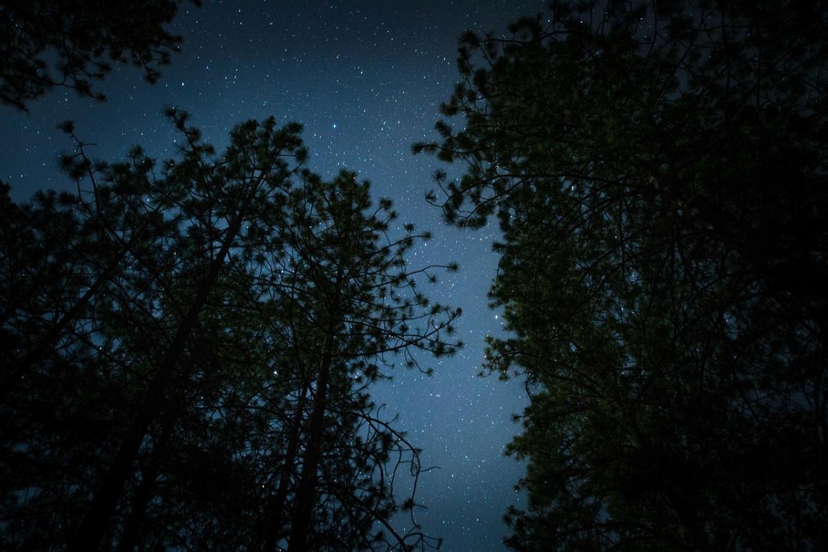 Best Night Vision Goggles for Camping in 2025
