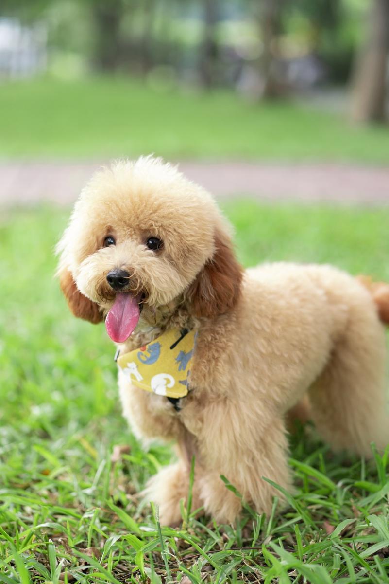 Must-Have Viral Products Your Pets Will Love