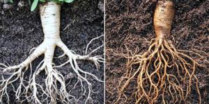 pH, critical and under appreciated