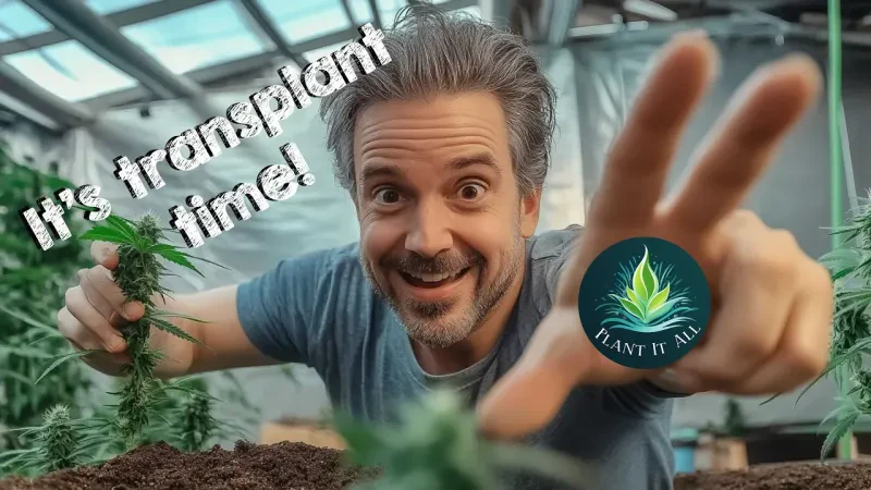 The timing of your transplant can be just as important as any other factor in your grow.