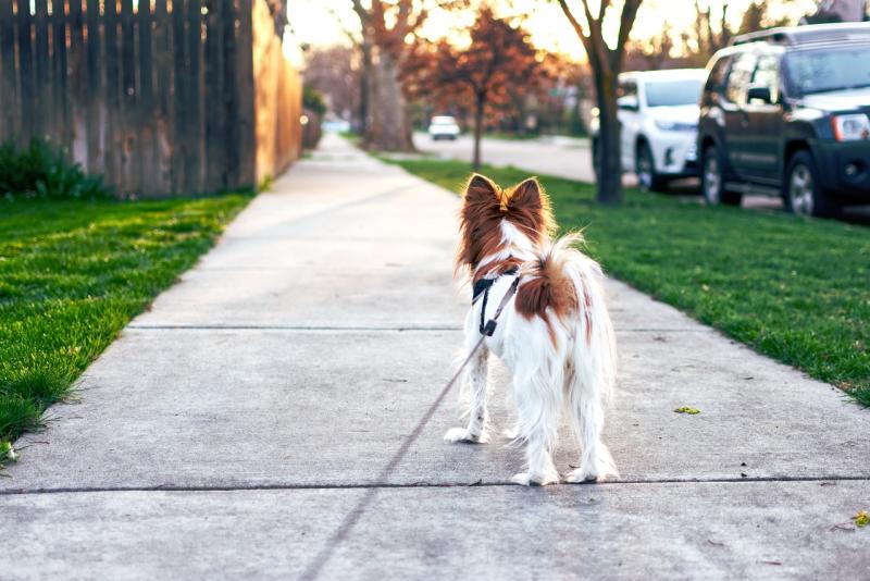From food and toys to grooming tools and training aids, these are the must-have items for every dog owner