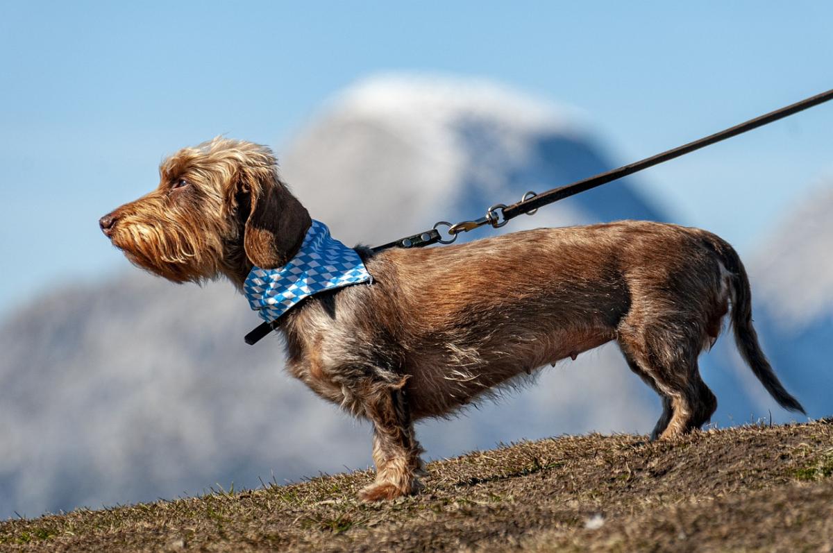 Top 10 Essential Dog Products for Every Pet Owner