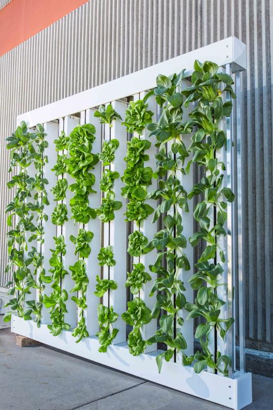 Understanding the Differences Between Hydroponics Aeroponics and Aquaponics