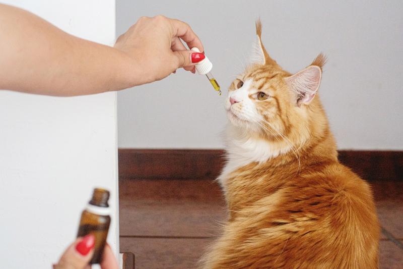 How CBD Can Help Your Furry Friends Feel Their Best