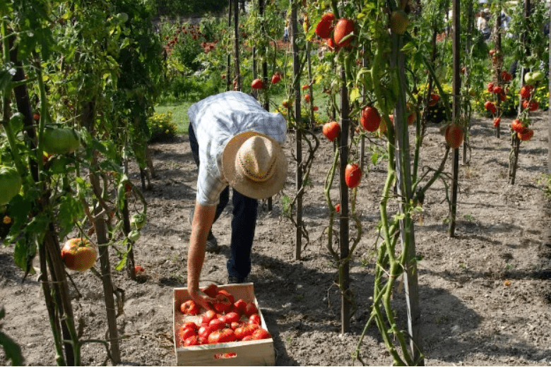 Growing Better Boy Tomatoes: The Ultimate Guide
