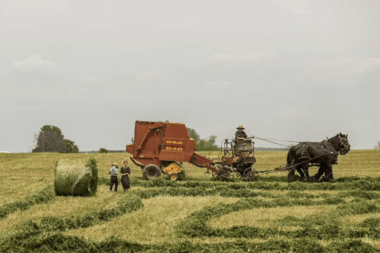 The Art of Simple Living: Embracing Amish Gardening Principles