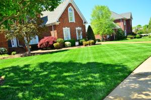 Tips and tricks for turning your yard into a green paradise