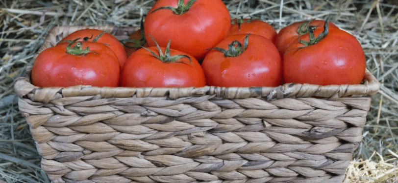 The Battle of the Tomatoes: Big Boy vs Better Boy