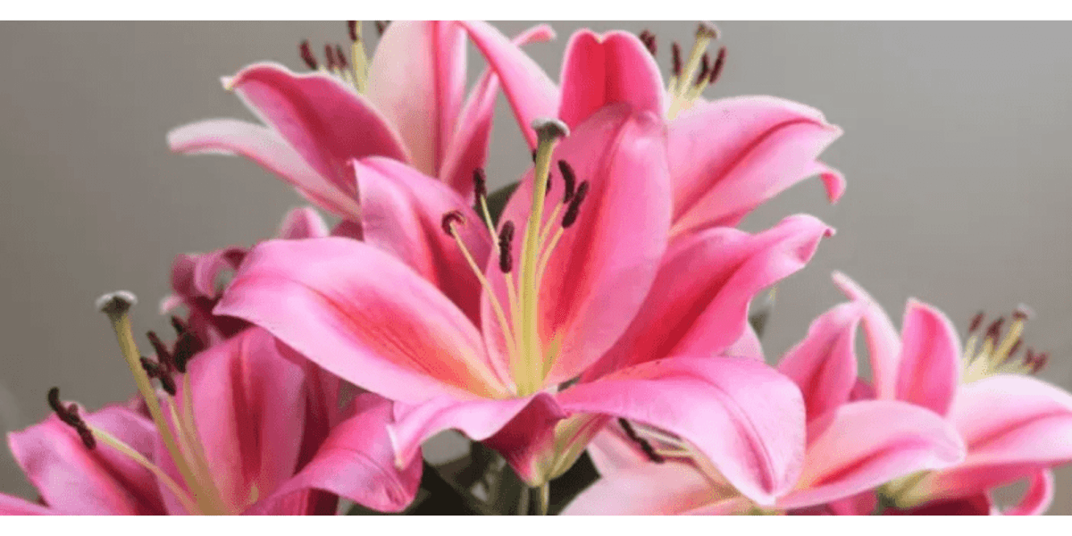 How to Grow and Care for Stella D'Oro Lilies