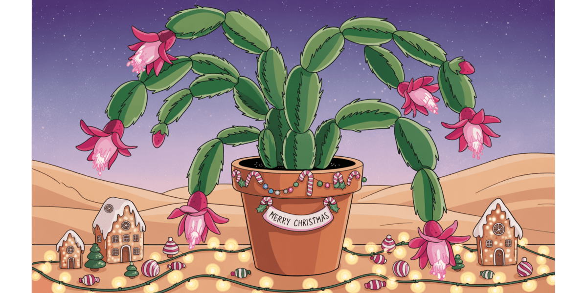 Growing Christmas Cactus - Tips for Beautiful Blooms