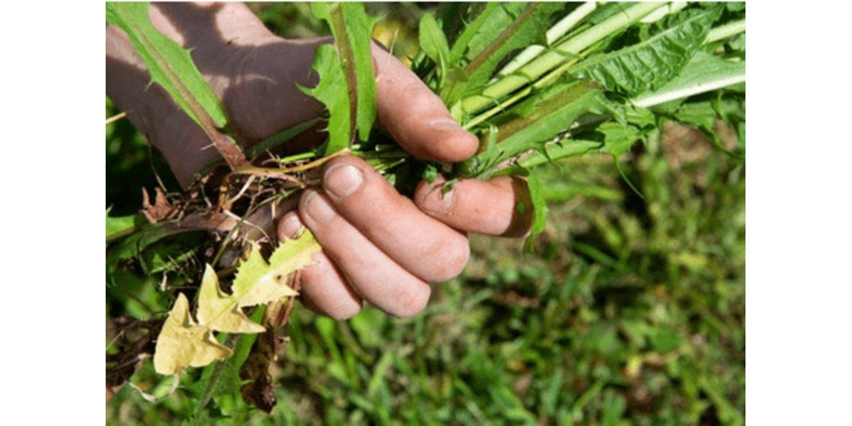 How to Control Lawn Weeds Without Killing Your Grass