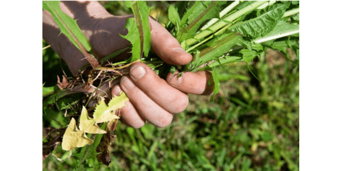 How to Control Lawn Weeds Without Killing Your Grass