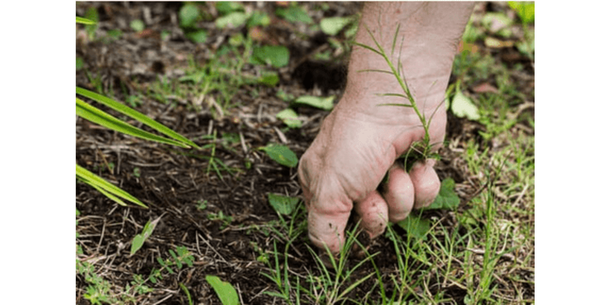 How I Permanently Eliminated Weeds from My Yard  