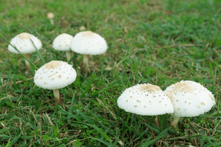 What to Do About Lawn Mushrooms: LawnFly