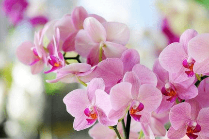 How Much Do You Really Know About Growing Orchids?