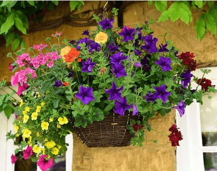 DIY Self-Watering Hanging Baskets: From Seed to Bloom