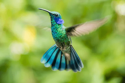 5 Easy Ways to Attract Hummingbirds to Your Garden