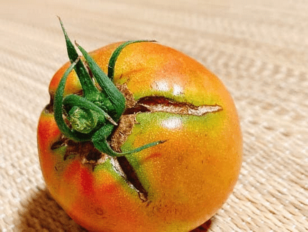 tomato spliting cracking
