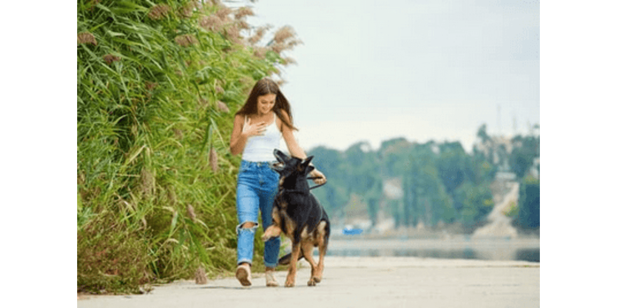 Beach Running with Dogs: Top Tips for Fun