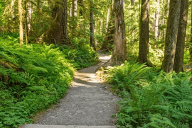 Discover Scenic Paths for Every Runner in New York