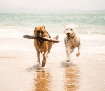 dogs enjoying the beach