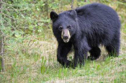 black bear