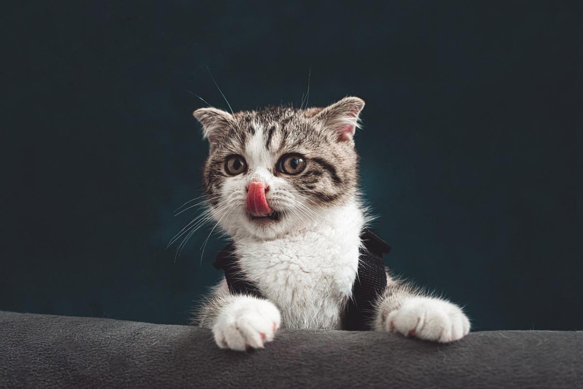 Why Raw Cat Food Is Best for Your Feline
