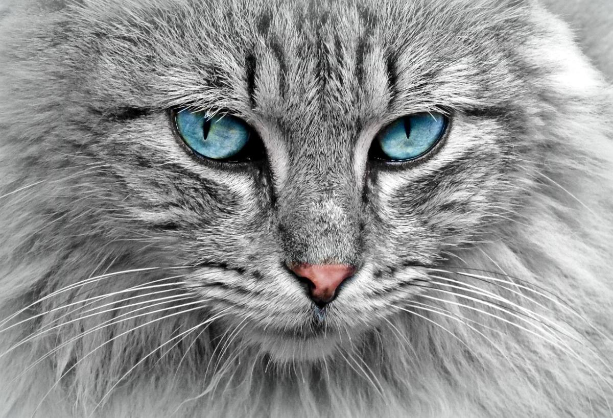 The Fascinating Journey of Domestic Cats