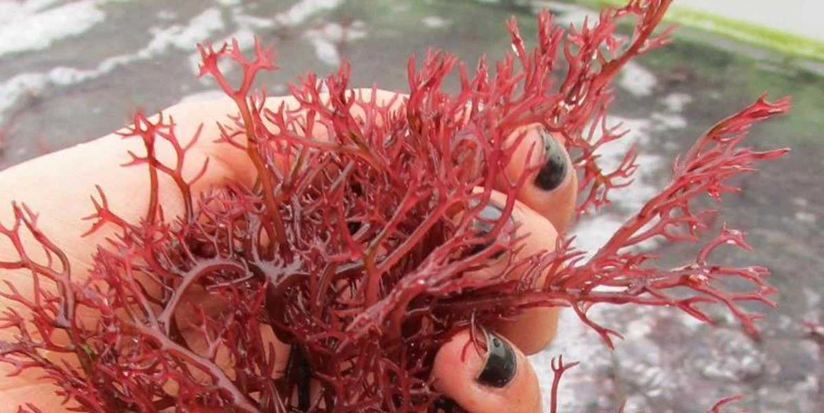 Red Algae i