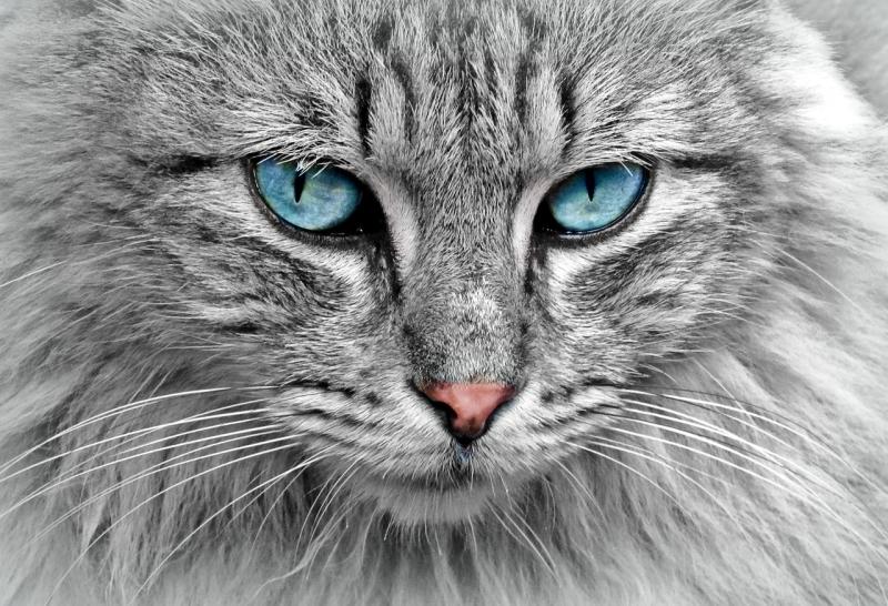 Explore the amazing life of our furry friends from wild beginnings to cozy companions