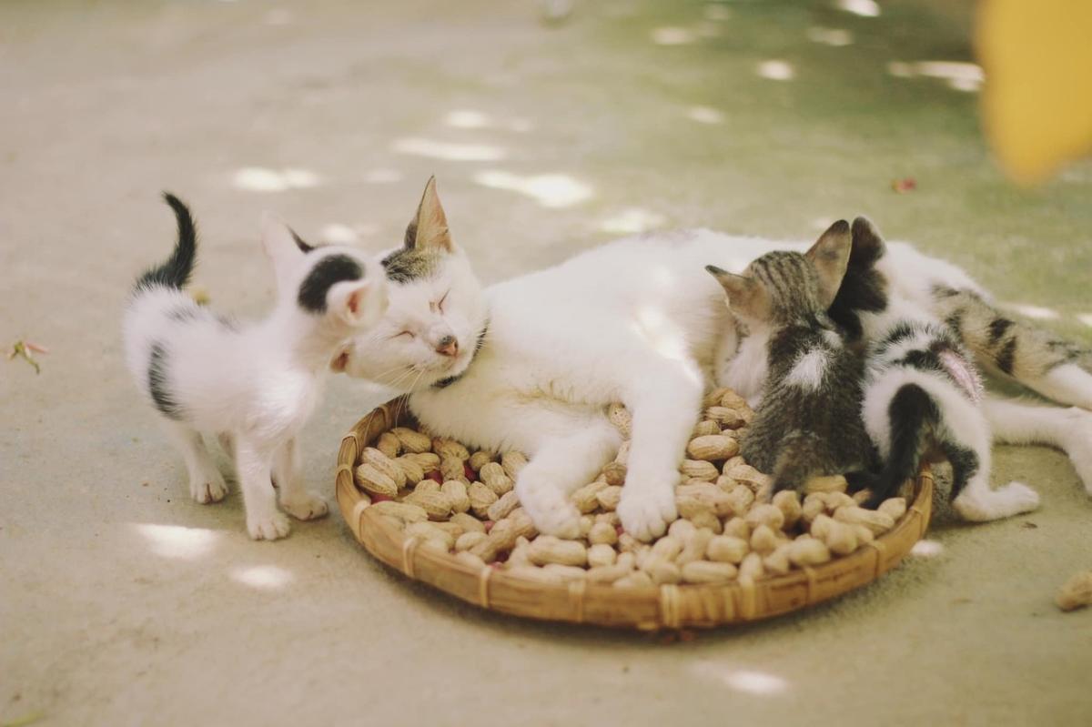 Fun Cat Toys for Kittens and Older Cats