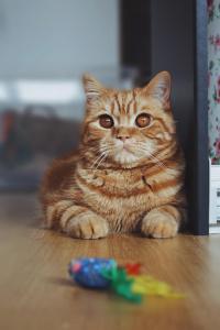 Discover the best toys that will keep your cats entertained and happy