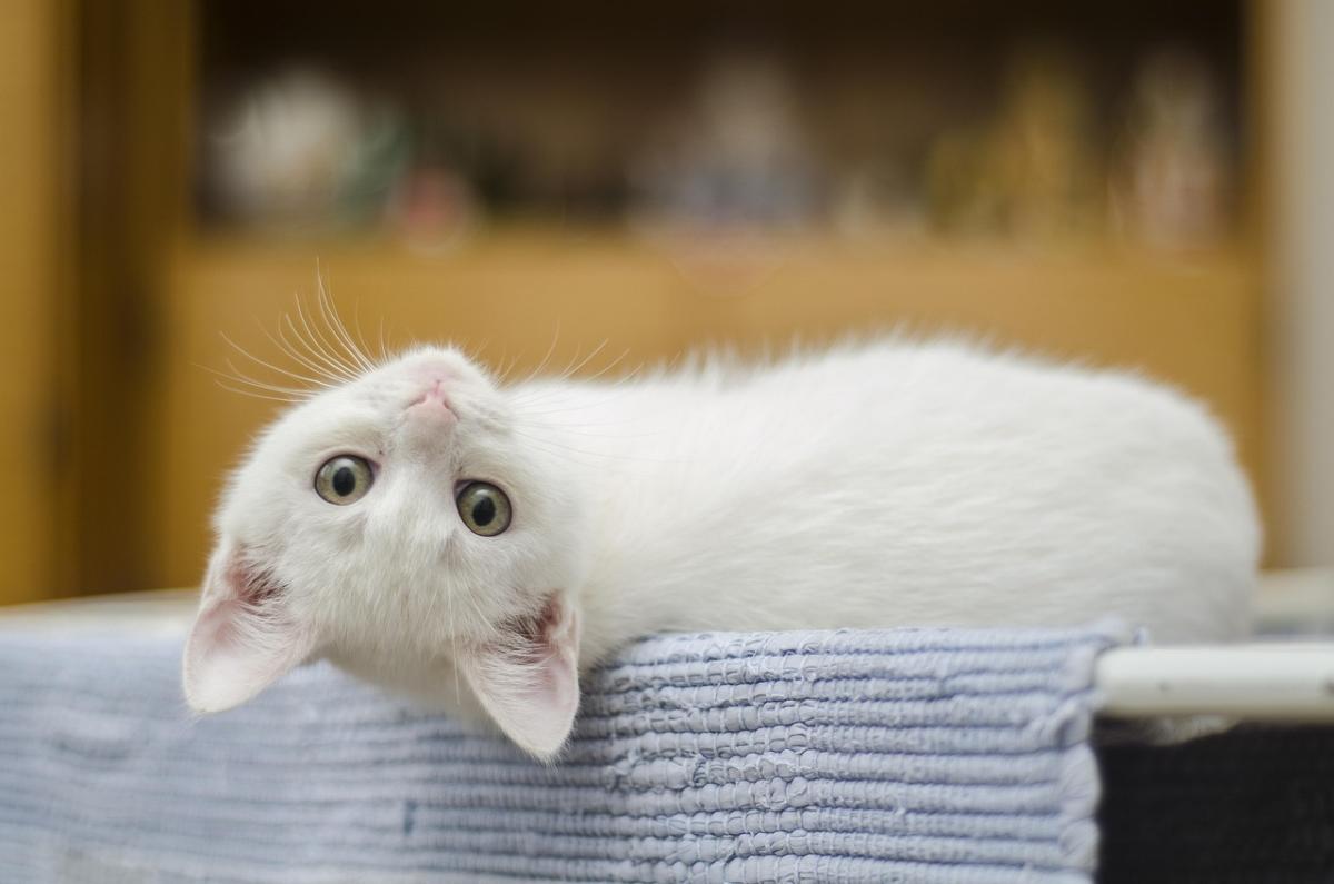 Why Litter Box Habits Worry Cat Owners – and What You Can Do About It