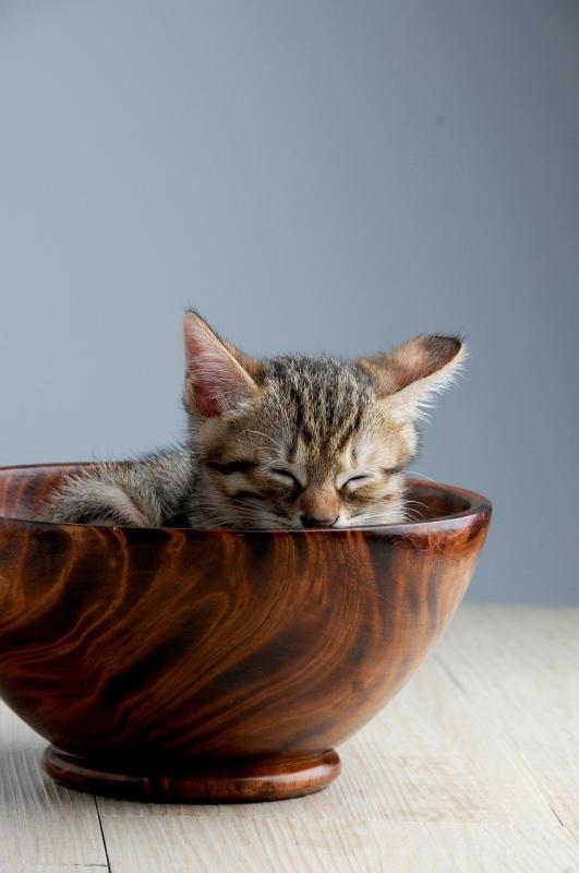 Learn how to spot the signals your cat gives when they're hurting