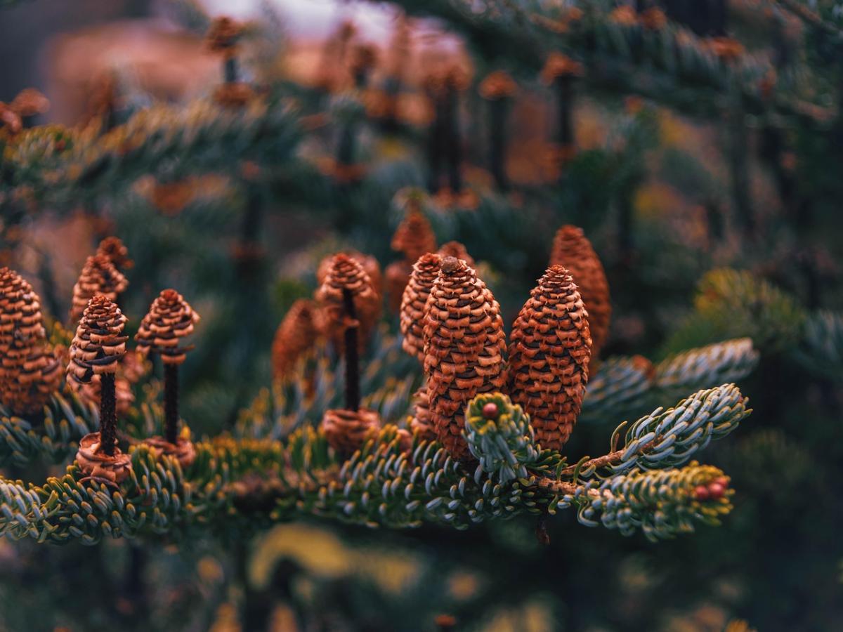 Get Ready for 4K Action Cameras Adventure