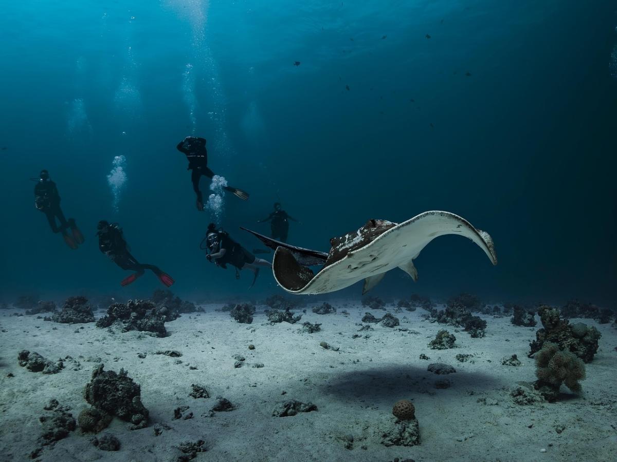 Capture the Deep with an Underwater Go Pro