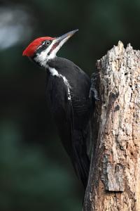 Simple Tips for Getting Great Shots with Your GoPro