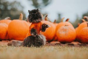 Make Your Furry Friend the Star of Halloween
