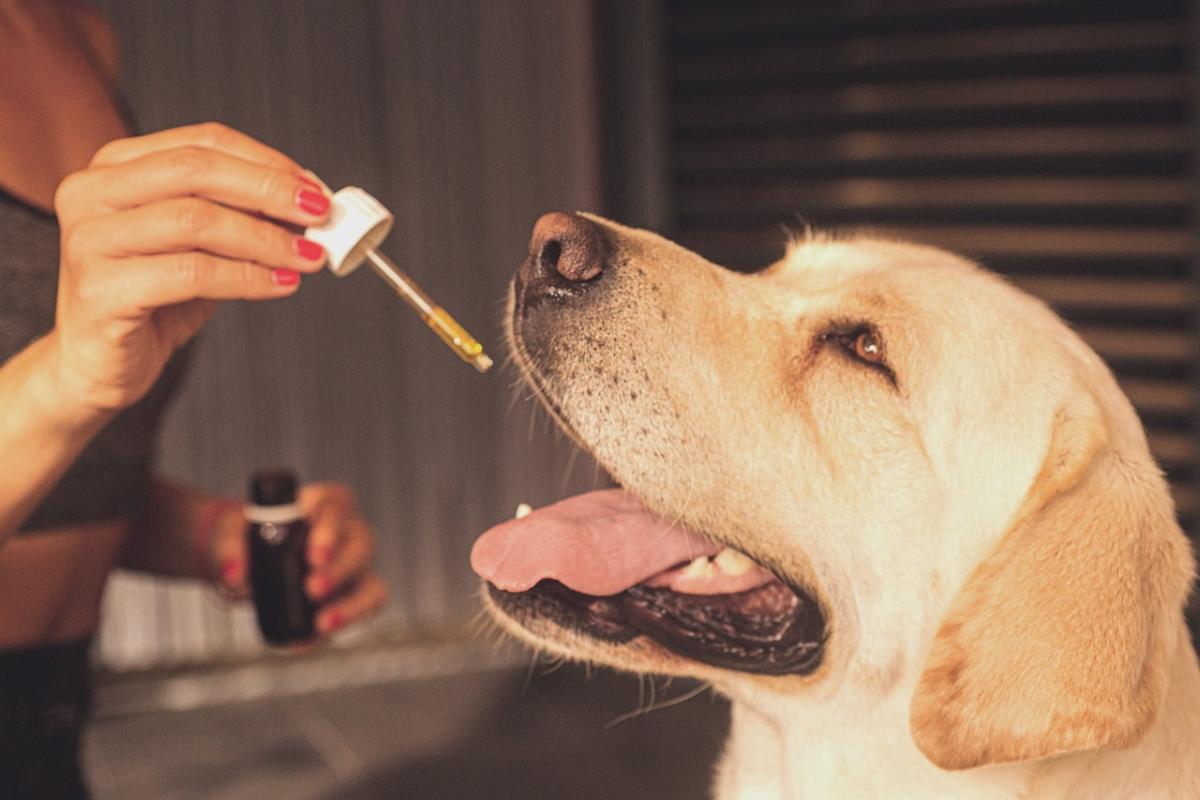 CBD for Your Pets: Healthier and Happier Lives
