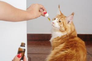 Help your furry friends thrive with the benefits of CBD