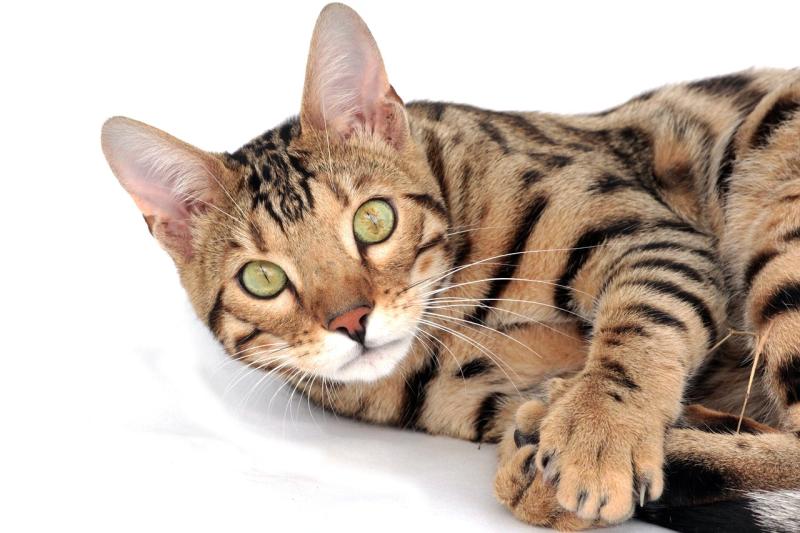Discover surprising things that make Bengal cats unique and lovable
