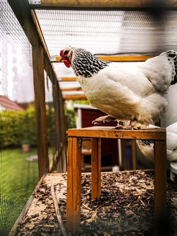 Simple ideas to create a cozy home for your feathered friends
